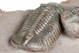 Five Trilobites (Four Species) in Association - Jorf, Morocco #334862-23